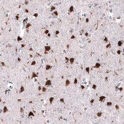RBFOX3/NeuN Antibody (CL11896) - Azide and BSA Free, Novus Biologicals