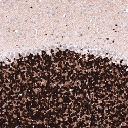 RBFOX3/NeuN Antibody (CL11896) - Azide and BSA Free, Novus Biologicals