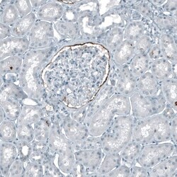 CD133 Antibody (CL7971) - Azide and BSA Free, Novus Biologicals 100 ul;