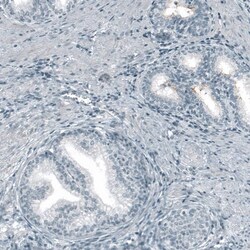 CD133 Antibody (CL7971) - Azide and BSA Free, Novus Biologicals 100 ul;