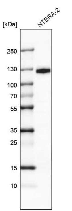 CD133 Antibody (CL7971) - Azide and BSA Free, Novus Biologicals 100 ul;