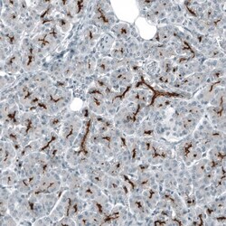 CD133 Antibody (CL7971) - Azide and BSA Free, Novus Biologicals 100 ul;