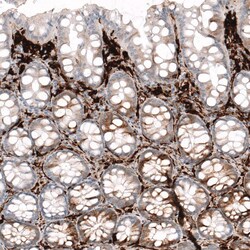 HLA DR/DP Antibody (CL10962) - Azide and BSA Free, Novus Biologicals 100