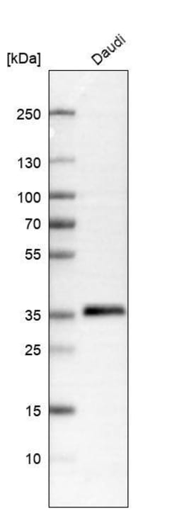 HLA DR/DP Antibody (CL10962) - Azide and BSA Free, Novus Biologicals 100