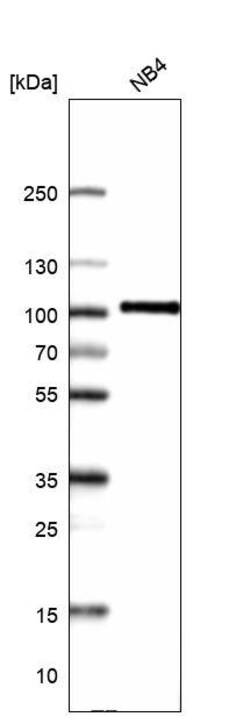 Myeloperoxidase/MPO Antibody (CL14976) - Azide and BSA Free, Novus Biologicals 100 &mu;L | Buy Online | Novus Biologicals | Fisher Scientific