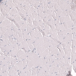 Myeloperoxidase/MPO Antibody (CL14991) - Azide and BSA Free, Novus Biologicals