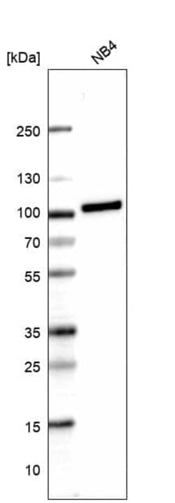 Myeloperoxidase/MPO Antibody (CL14991) - Azide and BSA Free, Novus Biologicals