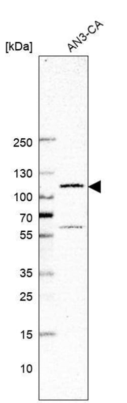 GLI-1 Antibody (CL12191) - Azide and BSA Free, Novus Biologicals 100 ul;