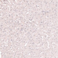 Lactase Antibody (CL14122) - Azide and BSA Free, Novus Biologicals 100