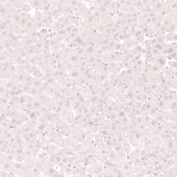 Lactase Antibody (CL14164) - Azide and BSA Free, Novus Biologicals 100