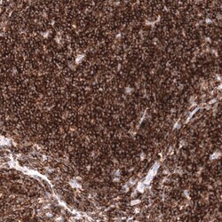 CD19 Antibody (CL15454) - Azide and BSA Free, Novus Biologicals 100 ul;