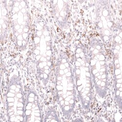 CD19 Antibody (CL15454) - Azide and BSA Free, Novus Biologicals 100 ul;