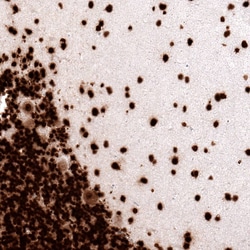 Histone H2AX Antibody (CL5157) - Azide and BSA Free, Novus Biologicals