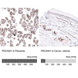 CD31/PECAM-1 Antibody (CL14693) - Azide and BSA Free, Novus Biologicals