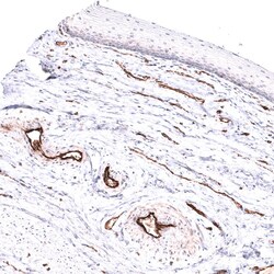 CD31/PECAM-1 Antibody (CL14693) - Azide and BSA Free, Novus Biologicals
