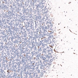 CD31/PECAM-1 Antibody (CL14693) - Azide and BSA Free, Novus Biologicals