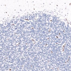 CD31/PECAM-1 Antibody (CL14696) - Azide and BSA Free, Novus Biologicals