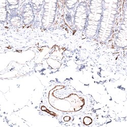 CD31/PECAM-1 Antibody (CL14696) - Azide and BSA Free, Novus Biologicals
