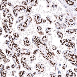 CD31/PECAM-1 Antibody (CL14696) - Azide and BSA Free, Novus Biologicals