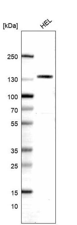 CD31/PECAM-1 Antibody (CL14696) - Azide and BSA Free, Novus Biologicals