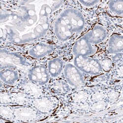 GAP-43 Antibody (CL10884) - Azide and BSA Free, Novus Biologicals 100 ul;