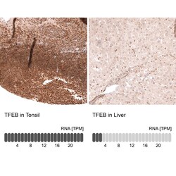 TFEB Antibody (CL14112) - Azide and BSA Free, Novus Biologicals 100 ul;