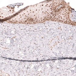 TFEB Antibody (CL14112) - Azide and BSA Free, Novus Biologicals 100 ul;