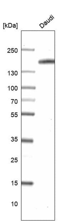 CD21 Antibody (CL14556) - Azide and BSA Free, Novus Biologicals 100 ul;