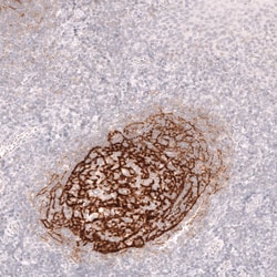 CD21 Antibody (CL14556) - Azide and BSA Free, Novus Biologicals 100 ul;