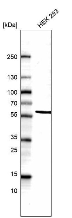 POU3F3 Antibody (CL15299) - Azide and BSA Free, Novus Biologicals 100 ul;