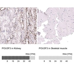 POU3F3 Antibody (CL15308) - Azide and BSA Free, Novus Biologicals 100 ul;