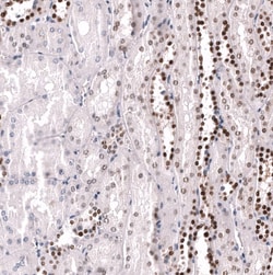 POU3F3 Antibody (CL15308) - Azide and BSA Free, Novus Biologicals 100 ul;