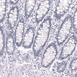 POU3F3 Antibody (CL15308) - Azide and BSA Free, Novus Biologicals 100 ul;