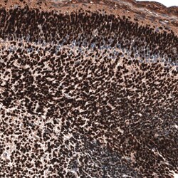 POU3F3 Antibody (CL15308) - Azide and BSA Free, Novus Biologicals 100 ul;