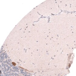 Pleiotrophin/PTN Antibody (CL15628) - Azide and BSA Free, Novus Biologicals