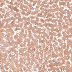 Pleiotrophin/PTN Antibody (CL15628) - Azide and BSA Free, Novus Biologicals