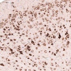 Pleiotrophin/PTN Antibody (CL15628) - Azide and BSA Free, Novus Biologicals