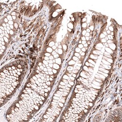 IFI27 Antibody (CL14627) - Azide and BSA Free, Novus Biologicals 100 ul;