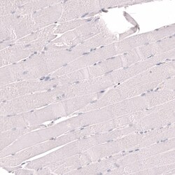 IFI27 Antibody (CL14627) - Azide and BSA Free, Novus Biologicals 100 ul;