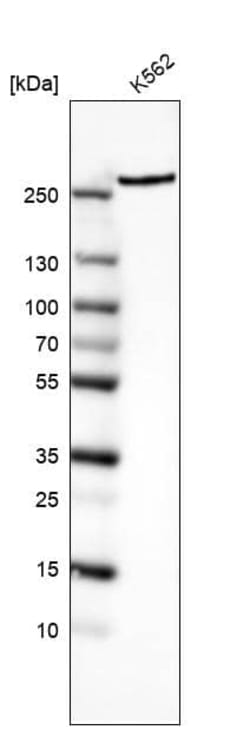 TOR/mTOR Antibody (CL8228) - Azide and BSA Free, Novus Biologicals 100