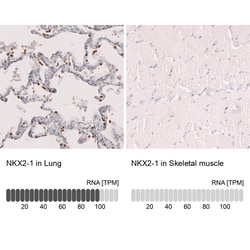 TTF-1/ NKX2-1 Antibody (CL14531) - Azide and BSA Free, Novus Biologicals