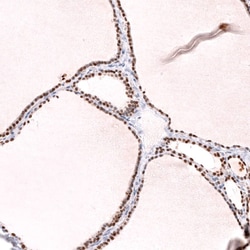 TTF-1/ NKX2-1 Antibody (CL14531) - Azide and BSA Free, Novus Biologicals