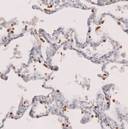 TTF-1/ NKX2-1 Antibody (CL14531) - Azide and BSA Free, Novus Biologicals