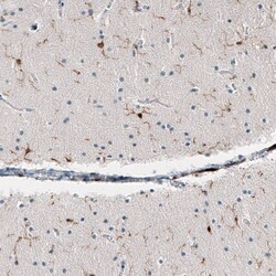 AIF-1/Iba1 Antibody (CL10936) - Azide and BSA Free, Novus Biologicals 100