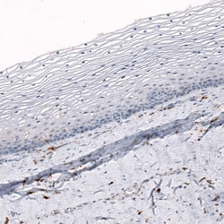 AIF-1/Iba1 Antibody (CL10936) - Azide and BSA Free, Novus Biologicals 100