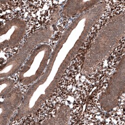 PTEN Antibody (CL11723) - Azide and BSA Free, Novus Biologicals 100 ul;