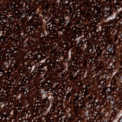 PTEN Antibody (CL11723) - Azide and BSA Free, Novus Biologicals 100 ul;