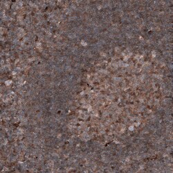 PTEN Antibody (CL11723) - Azide and BSA Free, Novus Biologicals 100 ul;