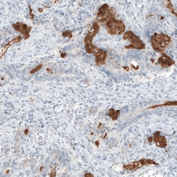 MUC2 Antibody (CL9148) - Azide and BSA Free, Novus Biologicals 100 ul;