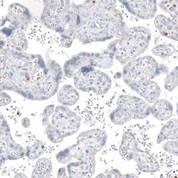 MUC2 Antibody (CL9148) - Azide and BSA Free, Novus Biologicals 100 ul;